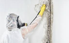 Biohazard Mold Removal in Menomonie, WI